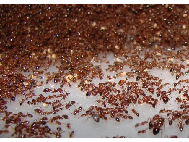 Уничтожение муравьев в Астрахани